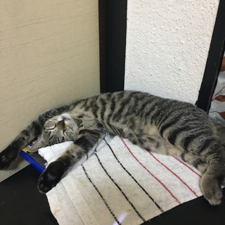 キジトラの甘えんぼ子猫 メス