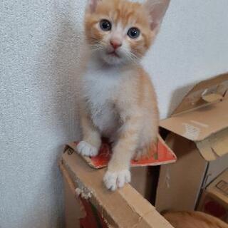 子猫の里親募集