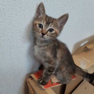 可愛い黒とら子猫の里親募集