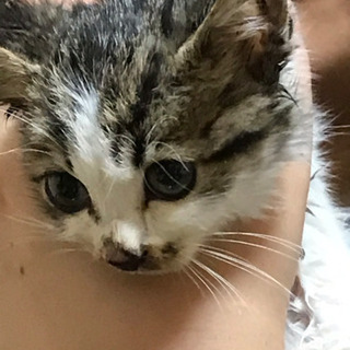生後1ヶ月くらいの子 貰ってください。
