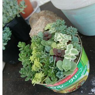 多肉植物 缶入り セダム寄せ植え