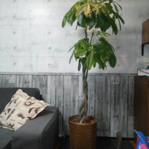 観葉植物パキラ