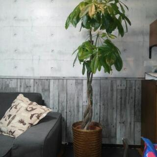 観葉植物パキラ