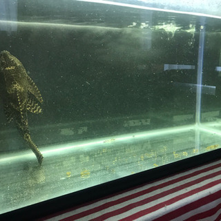 60センチ水槽セットとプレコ