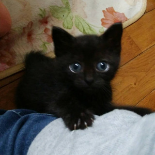 黒猫子猫2匹 里親さん募集