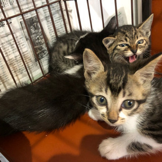 １か月半の可愛い子猫３匹
