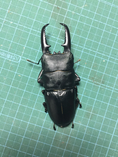 ツシマヒラタクワガタ ペア
