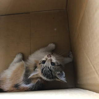 野良猫の子供を保護しました。メス生後1カ月くらい