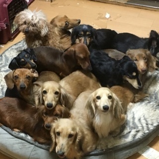 ダックスフンドケネルスタッフ急募！の画像