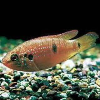 熱帯魚・シクリッド　レッツドジュエル
