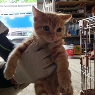 拾い子猫三ヶ月くらい