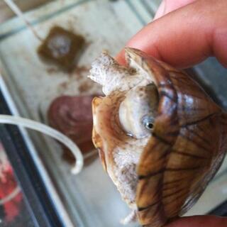 カブトニオイガメ