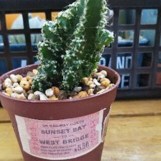 ミニ多肉植物セレウス（サボテン科）