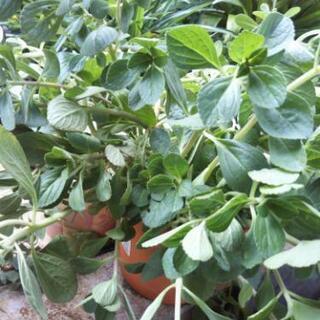 ボルトジンユ挿し木用あげます🤩の画像