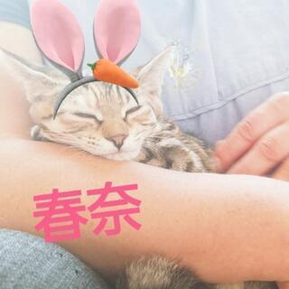 【正式譲渡決定】令和っ子姉妹(YouTubeにUpしました！)