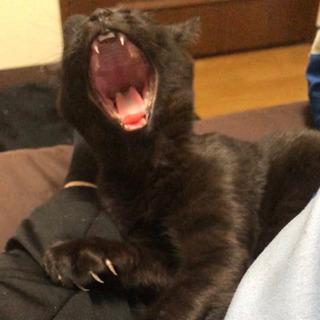 里親募集です。
