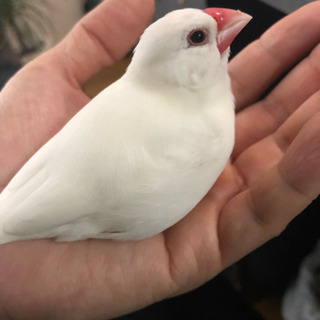 文鳥さん飼ってる人！