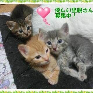 可愛い子猫ちゃん