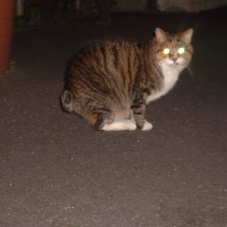 区の助成金で野良猫の避妊去勢