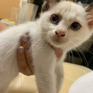 2ヶ月の子猫ちゃん