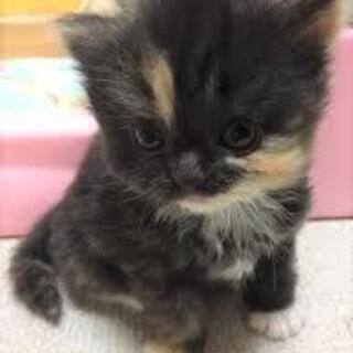 とても賢く、人間が大好きな仔です。　　まだまだこれから楽しめます...