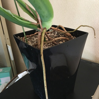 ☆値下げ☆モンステラ70の画像