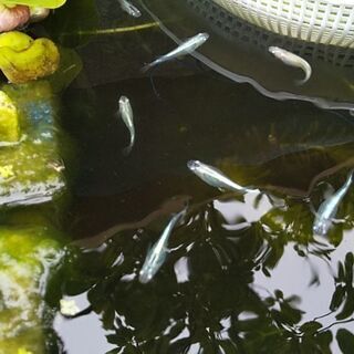 メダカ