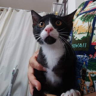 超人懐っこい子猫くん！