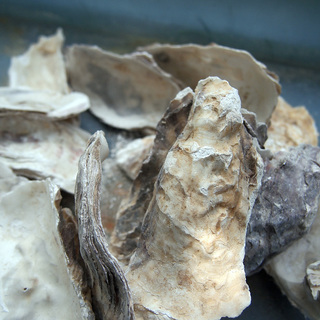 クリーン牡蠣殻(かきがら) 500gの画像