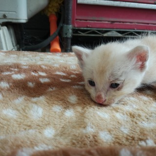 家に住み着いた野良猫が子供を産みました１。