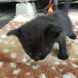 家に住み着いた野良猫が子供を産みました３。