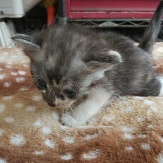 家に住み着いた野良猫が子供を産みました４。