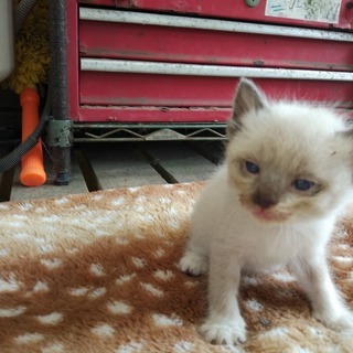 家に住み着いた野良猫が子供を産みました５。