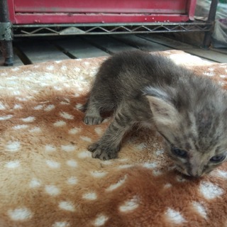 家に住み着いた野良猫が子供を産みました６。