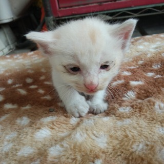 家に住み着いた野良猫が子供を産みました７。