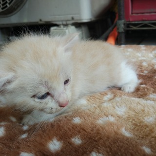 家に住み着いた野良猫が子供を産みました、その２。