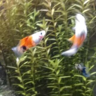 ミッキーマウスプラティ　ハイフィンレッドの画像