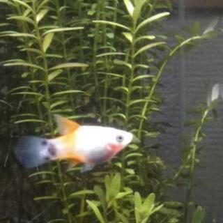 ミッキーマウスプラティ　ハイフィンレッドの画像