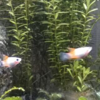 ミッキーマウスプラティ　ハイフィンレッドの画像