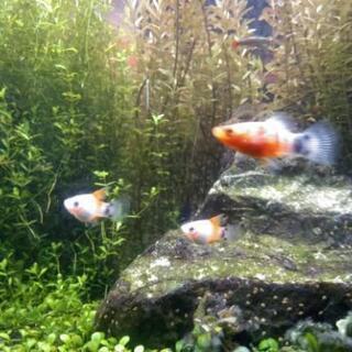 ミッキーマウスプラティ　ハイフィンレッドの画像