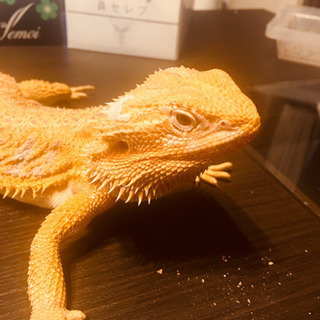 ふとあごひげトカゲ