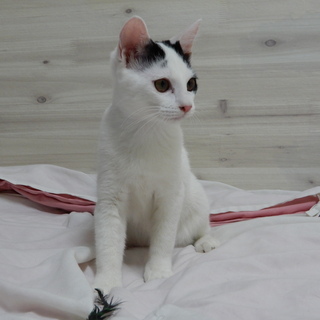 白黒にゃんこ