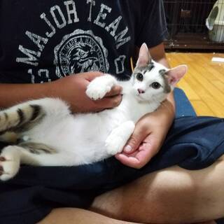 甘えん坊にゃんこ