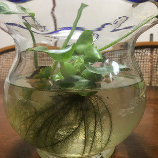 大きめ睡蓮鉢、メダカ水草