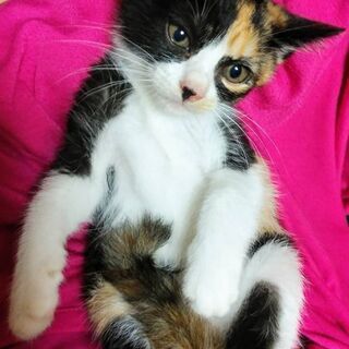 8月3日(土)の譲渡会に出します❤️ 妹がかわいいって言われてい...