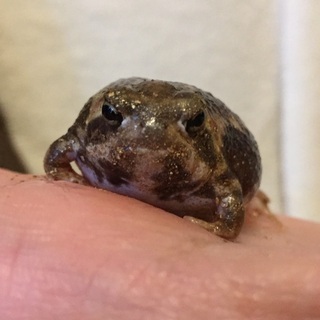アメフクラガエルの画像