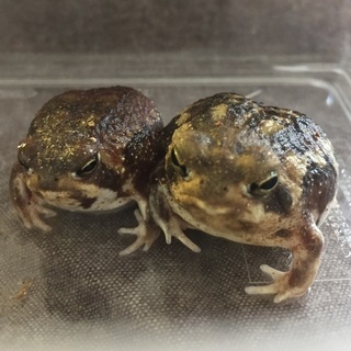 アメフクラガエルの画像