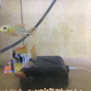 ドイツラム3匹です。
