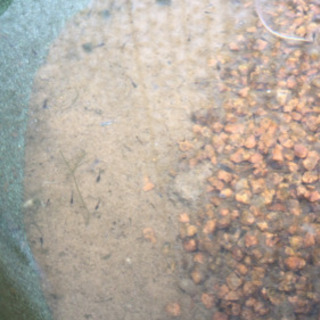 メダカの卵  夏休みの自由研究にの画像