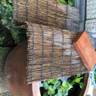 メダカの卵  夏休みの自由研究にの画像